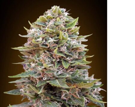 Bulk Strawberry Cheese Auto