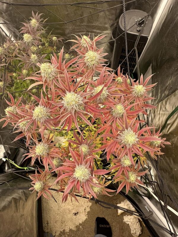 Jealousy photo fem (4 Seeds)