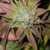 Cheesy Poofs  Photo Fem (4 Seeds) September Harvest