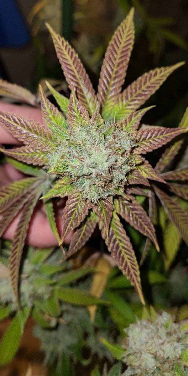 Cheesy Poofs  Photo Fem (4 Seeds) September Harvest