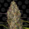 Glue Gelato Auto Fem (4 Seeds)