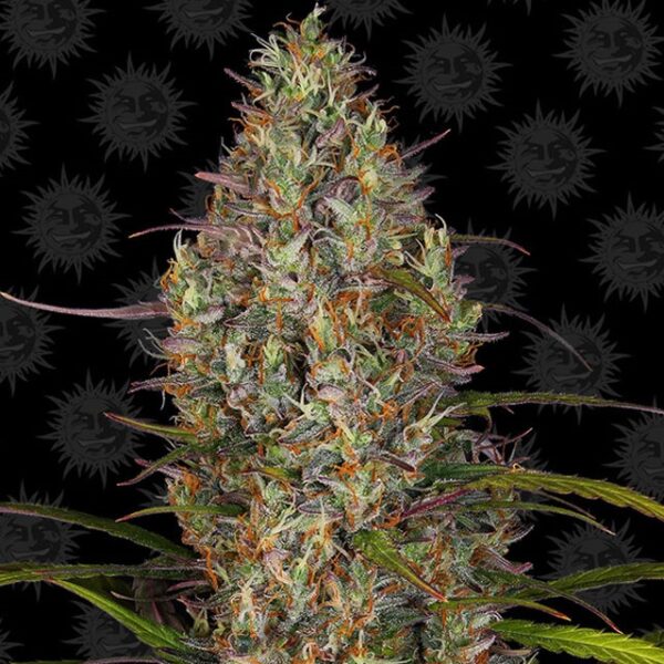 Glue Gelato Auto Fem (4 Seeds)