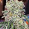 JMO Photo Fem ( 4 Seeds) Buy 1 pack get 2nd pack Free!