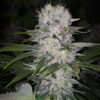 Skunk Hero Photo Fem ( 4 Seeds) Early October Harvest