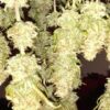 Bulk OG Kush Photo Fem