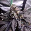 Bulk Sluricane #7 Photo Fem