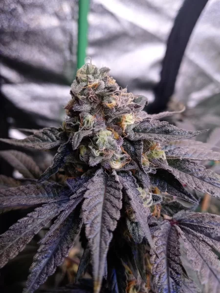 Bulk Sluricane #7 Photo Fem