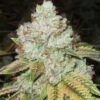 Tahoe OG Kush Auto (5 Seeds)
