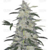 Bulk Bruce Banner Auto Fem (60 Seeds, 120 Seeds)