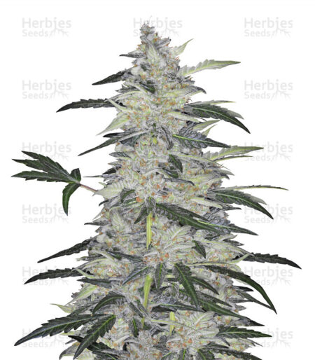 Bulk Bruce Banner Auto Fem (60 Seeds, 120 Seeds)
