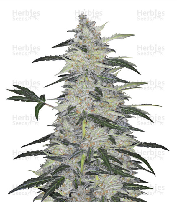 Bulk Bruce Banner Auto Fem (60 Seeds, 120 Seeds)