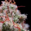 Peach Crescendo RF3 Auto Fem (4 Seeds)