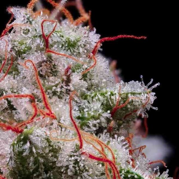 Peach Crescendo RF3 Auto Fem (4 Seeds)