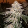 Pina RBX2 Auto Fem (4 Seeds)