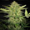 Bulk Lemon Skunk Auto ( 60 seeds, or 120 seeds)