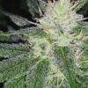 Lambs Bread Auto Fem (4 Seeds)