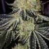 Mandarin Skittlez Photo Fem (4 Seeds) Late Sept-Early Oct Harvest