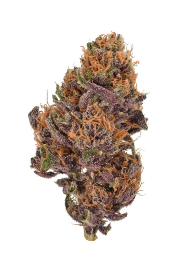 Fruity Pebbles Photo Fem ( 4 Seeds) Late Sept-Early Oct Harvest