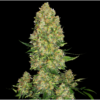 Skunk #1 Fast Photo Fem ( 4 Seeds) September Harvest