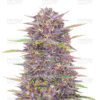 Banana Punch Photo Fem ( 4 Seeds) September Harvest