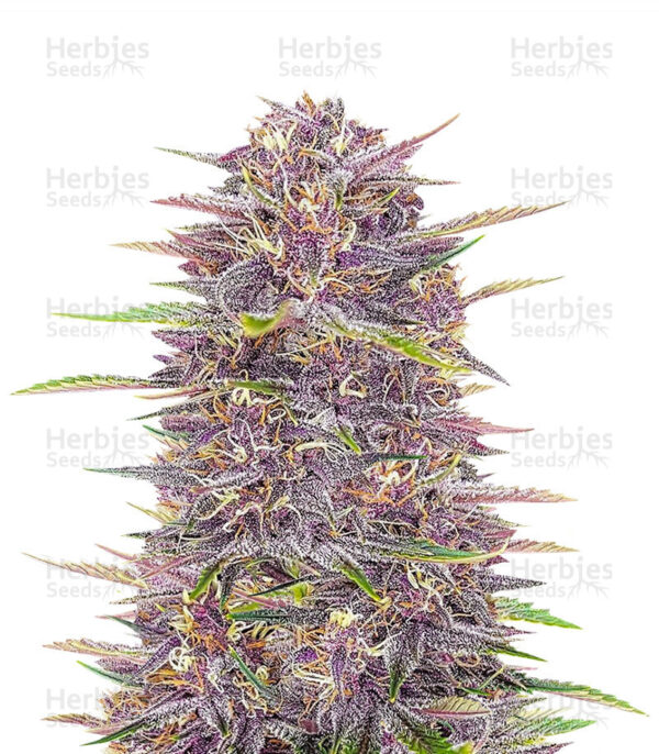 Banana Punch Photo Fem ( 4 Seeds) September Harvest
