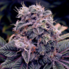 Blueberry Fast Photo Fem (4 Seeds)  September Harvest