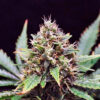 Sweet Skunk Auto Fem ( 4 Seeds )