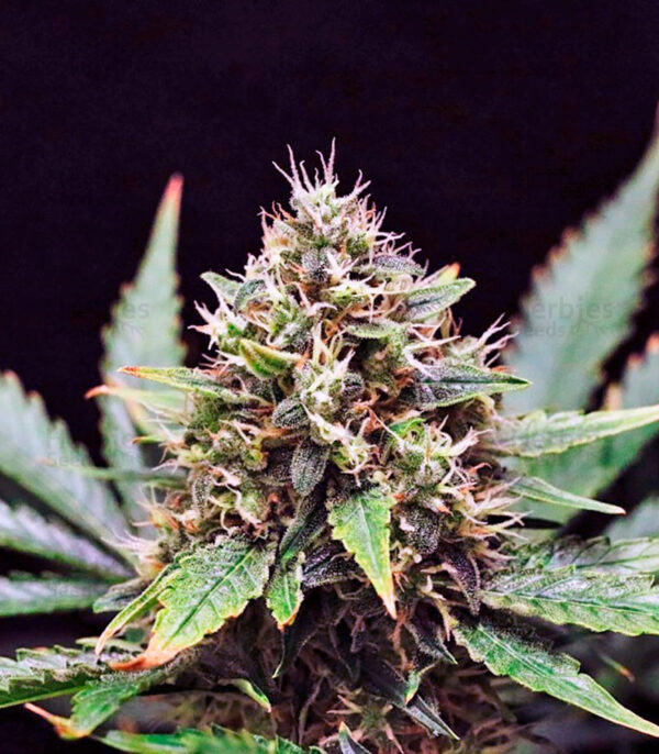 Sweet Skunk Auto Fem ( 4 Seeds )