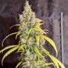 Platinum Mimosa Cookies Dbl XL Auto Fem (4 Seeds)