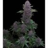 Quebec Black ( 4 Seeds) Late Sept-Early Oct