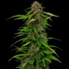 Squirt Auto Fem ( 4 Seeds)