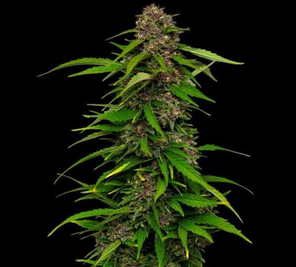 Squirt Auto Fem ( 4 Seeds)