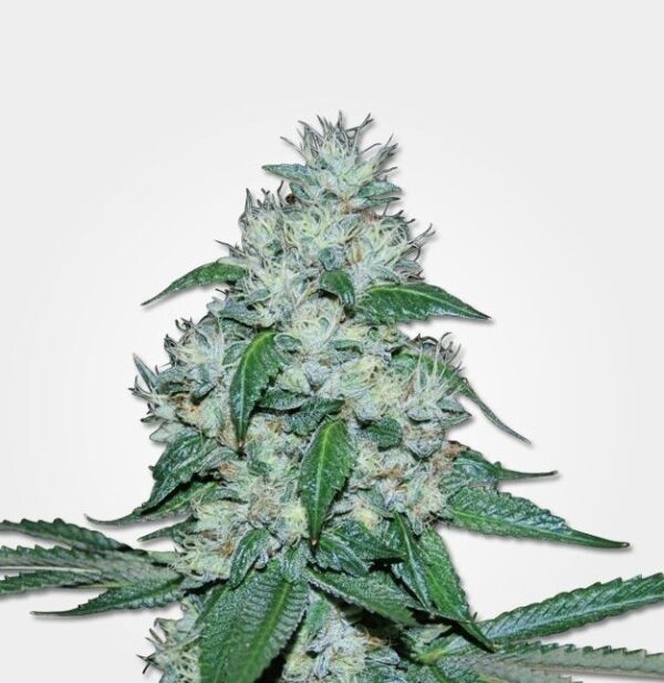 Great White Skunk Auto Fem ( 4 Seeds)