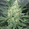 Afghani Wowie Photo Fem (4 Seeds) Buy 1 pack get 2nd pack Free!