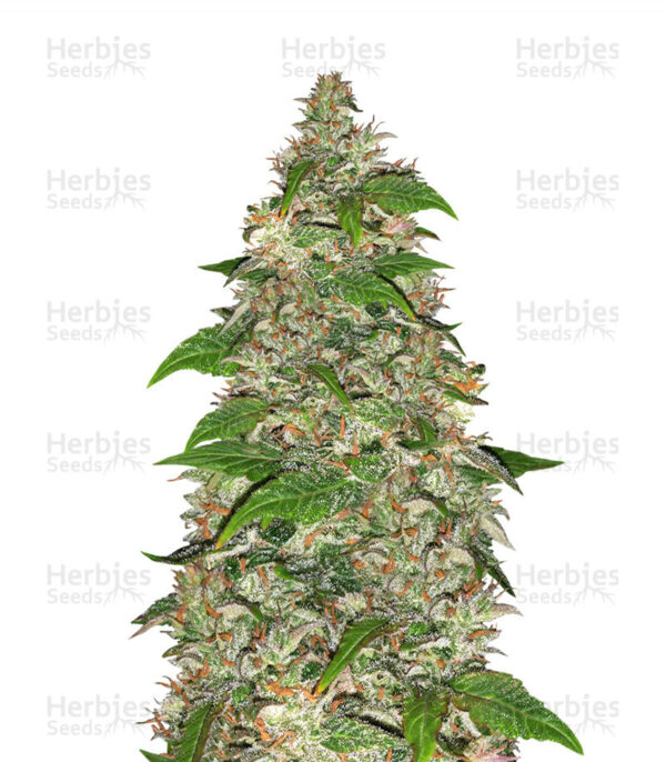 Charlotte's Angel CBD Auto Fem Buy 1 pack get 2nd pack Free!