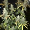 Chocolate Thai Photo Reg (5 Seeds)