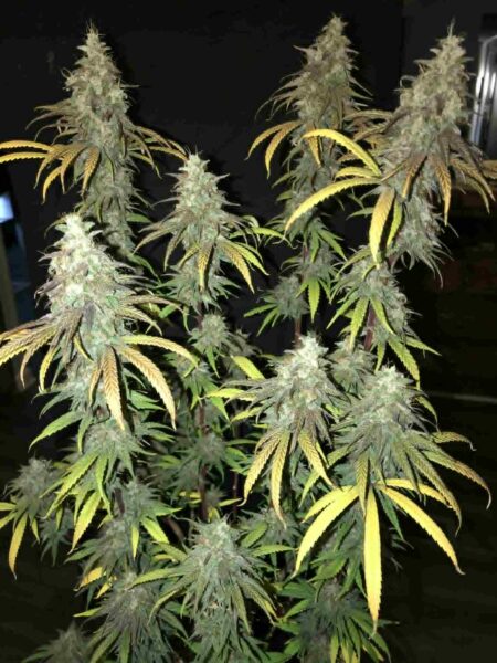 Chocolate Thai Photo Reg (5 Seeds)