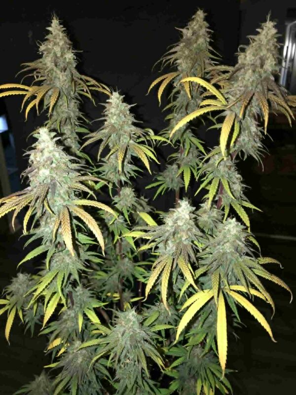 Chocolate Thai Photo Reg (5 Seeds)