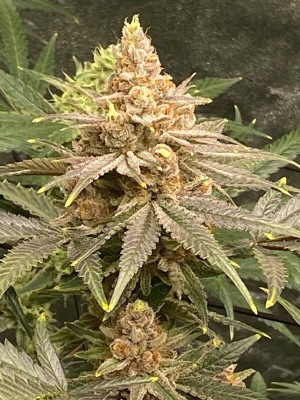 10th Planet Photo Fem ( 4 Seeds)
