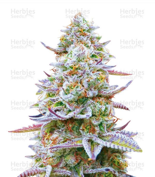 Gorilla Zkittlez Photo Fem (4 Seeds)