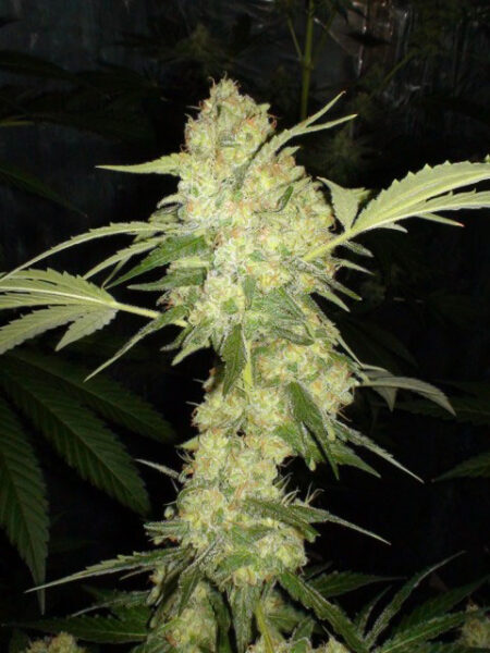 Bulk Alaskan Thunderfuck Auto