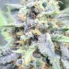 Boss Battle Auto Fem (4 Seeds)