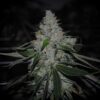 Alien Sour Apple Photo Fem (4 Seeds)