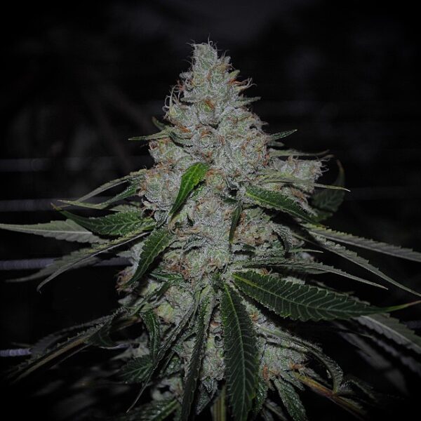 Alien Sour Apple Photo Fem (4 Seeds)