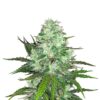 Bulk Hashplant Auto Fem