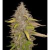 Cream Caramel Photo Fem (4 Seeds) Late September Harvest