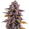 Forbidden Fruit Photo Fem (4 Seeds)