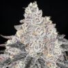 Black Cherry OG Photo Fem    (4 Seeds)              (Late September Harvest)
