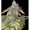 Quebec Blue Photo Fem (4 Seeds)