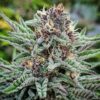 Blueberry Muffin Photo Fem (4 Seeds)